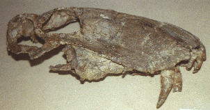 eotitanosuchus skull