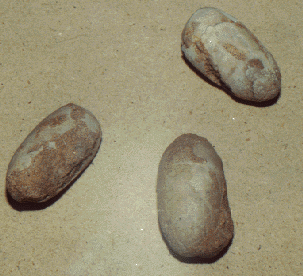 gobipteryx eggs