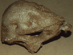 homalocephale skull