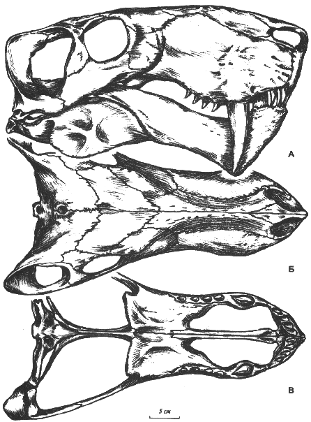 drawing of Inostrancevia alexandri