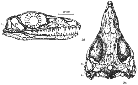 drawing of Mesenosaurus