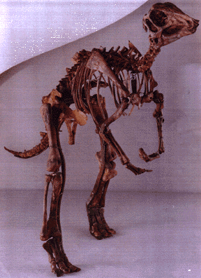 arstanosaurus skeleton