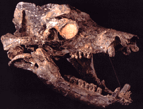 dvinia skull