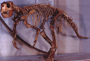 psittacosaurus skeleton