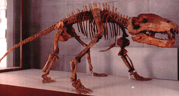 Titanophenus skeleton