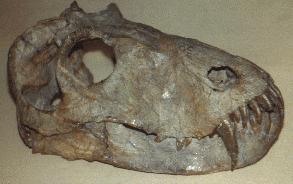 titanophoneus skull
