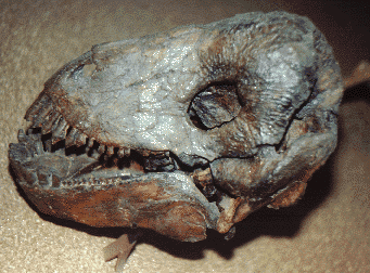 ulemosaurus skull