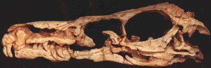 crânio velociraptor