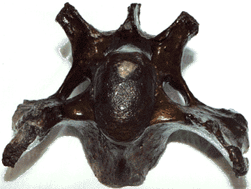 mammoth neck vertabrae