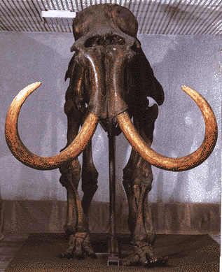 mammoth skeleton