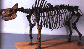 rhinobingandensis skeleton