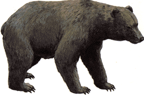 cave bear reconstruction