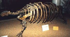 ankylosaurus at City Museum