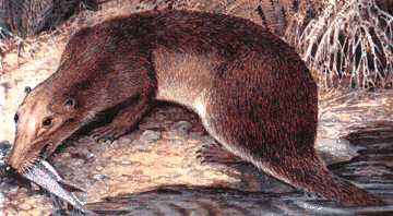 Annatherapsidus reconstruction