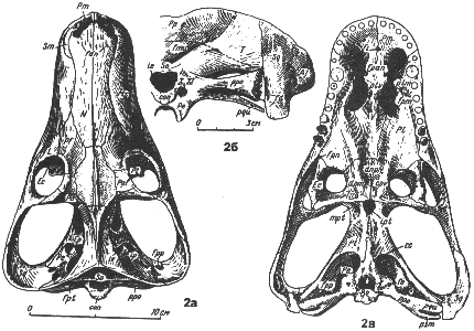 drawing of Annatherapsidus petri