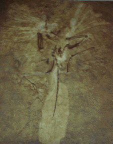 archaeoptryx- London specimen