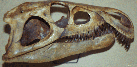 archosaur skull