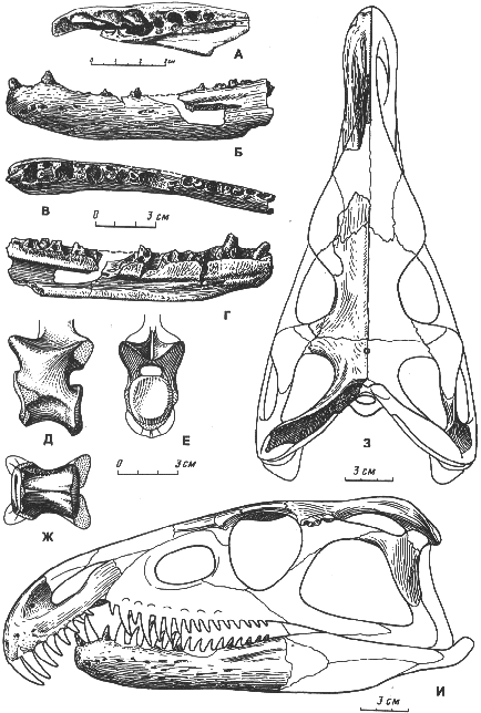 drawing Archosaurus rossicus