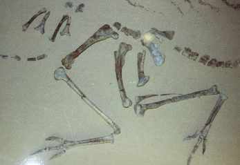 avimimus skeleton