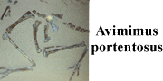 go to Avimimus portentosus