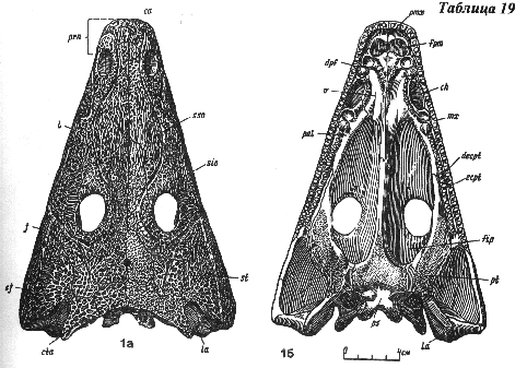 benthosuchus line drawing