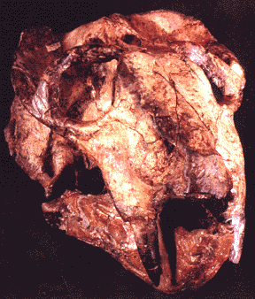 dicynodon skull