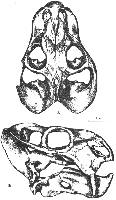 drawing of Dicynodon trautscholdi