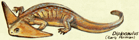 diplocaulus image