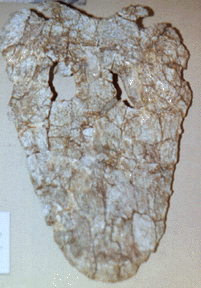 Eryosuchus skull