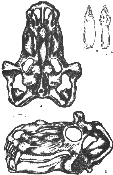 drawing of Estemmosuchus uralensis