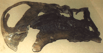 iguanodon skull