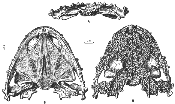 drawing of Lanthanosuchus watsoni