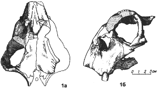 drawing of Lystrosaurus georgi