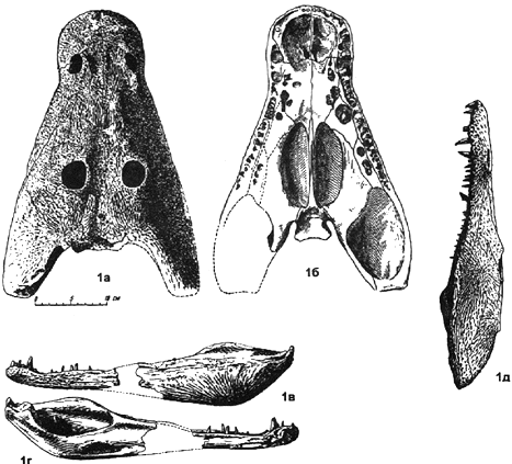 Melosaurus drawing