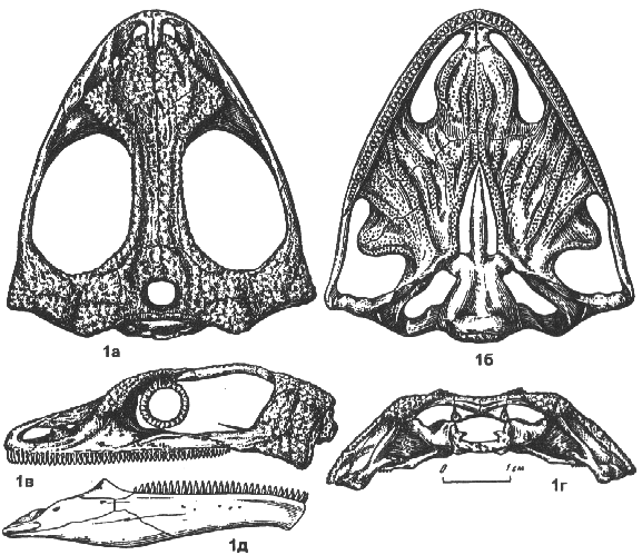 drawing of Nyctiphruretus acudens