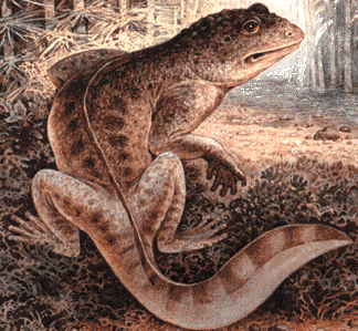 nyctiphruretus reconstruction