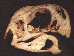 oviraptor skull