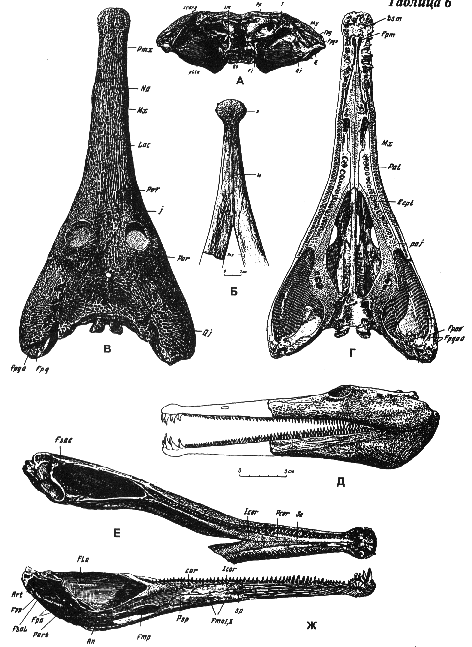 drawing of Platyoposaurus stuckenbergi