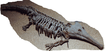 platyoposaurus skeleton