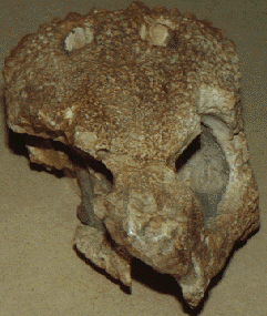 prenocephalae skull