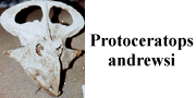 go to Protoceratops andrewsi