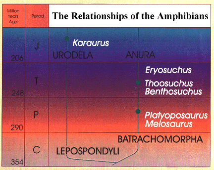 Relations of the Amphibians