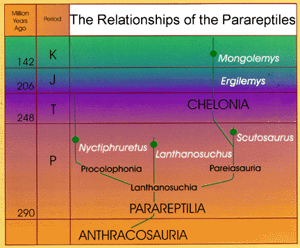 Philogeny of the Parareptiles