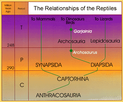 reptilian phylogeny
