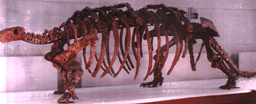 ankylosaurus skeleton