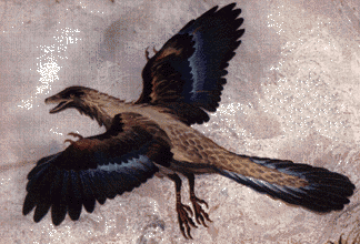 archaeopteryxrecon