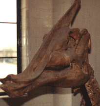 saurolophus skull