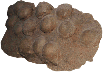 sauropod eggs