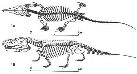 drawing Garjainia triplicostata