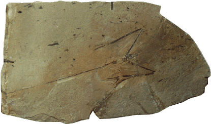 sharovipteryx